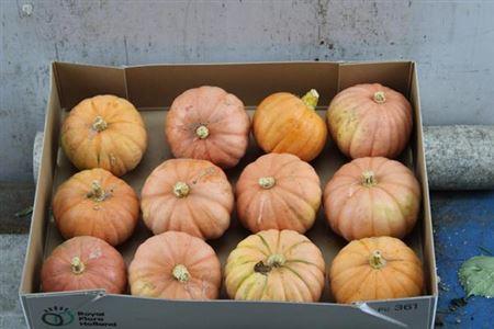 Cucurbita