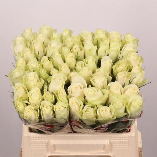 Rosa grootbloemig Athena