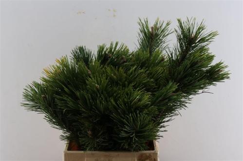 Pinus mugo subsp. mugo per bos