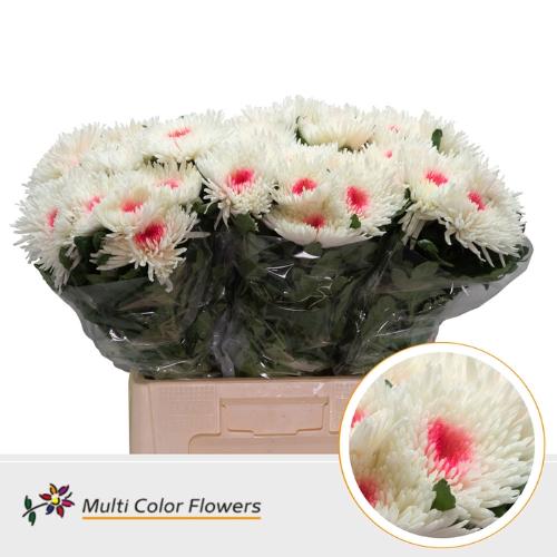 Chrysanthemum geplozen kas kleurbehandeld H%