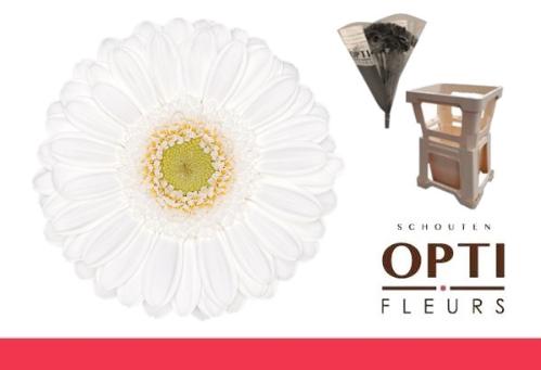 Gerbera mini 'Lobby'