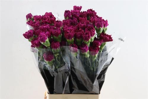 Dianthus standaard 'Golem'