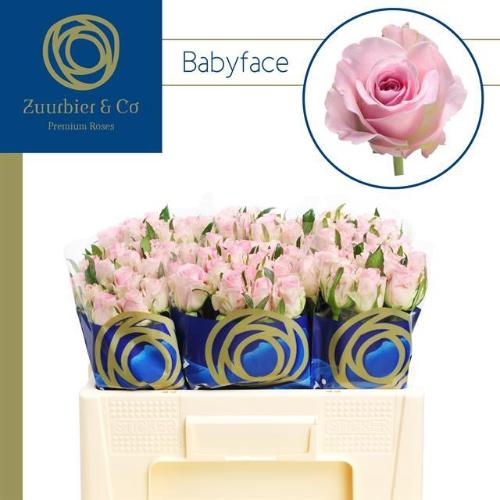 Rosa grootbloemig Babyface
