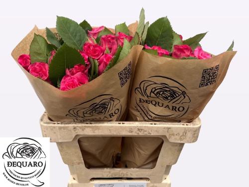 Rosa tros Ashley