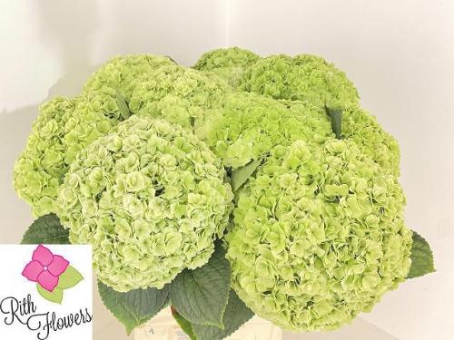 Hydrangea macrophylla Royal Highness (classic)