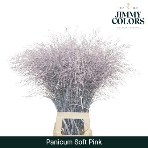 Siergras kleurbehandeld H%