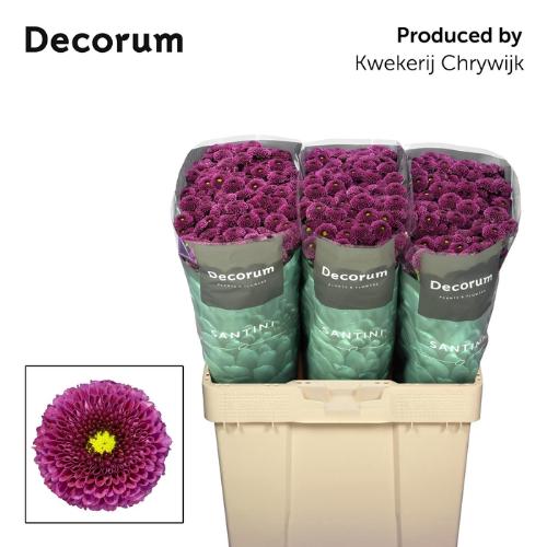 Chrysanthemum (Indicum Grp) tros santini AAA Purpetta