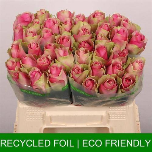 Rosa grootbloemig Bellevue