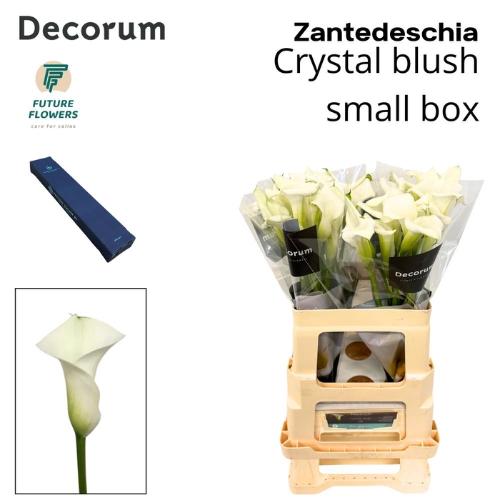 Zantedeschia 'Crystal Blush'