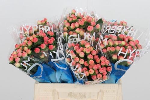 Hypericum androsaemum Coco Tiamo