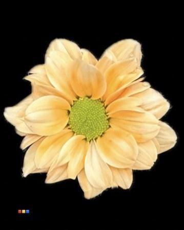 Chrysanthemum Indicum Grp tros kas kleurbehandeld H%