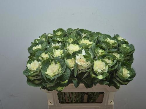Brassica oleracea 'White Crane'