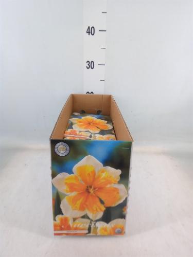 Narcissus (bol)