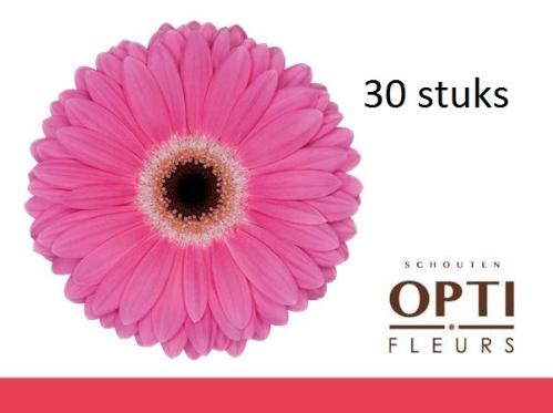 Gerbera grootbloemig 'Dreamer'