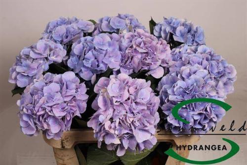 Hydrangea macrophylla 'Marsepein' (blauw)