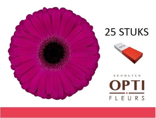 Gerbera grootbloemig 'Aladin'