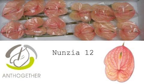 Anthurium Andreanum Grp Nunzia