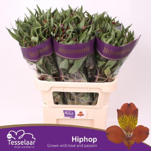 Alstroemeria Hiphop