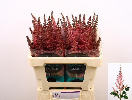 Astilbe chinensis 'Vision in Pink'