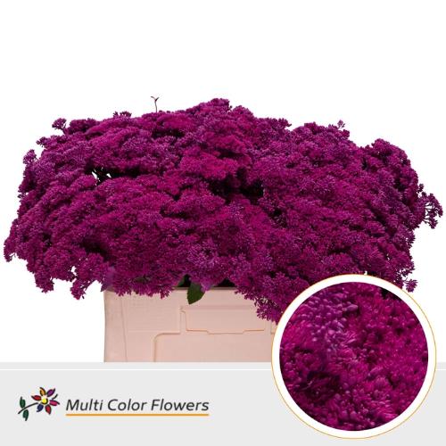 Sedum kleurbehandeld H%