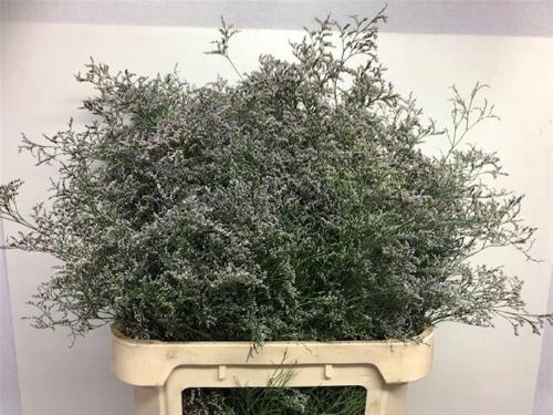 Limonium 'Beltlaard'