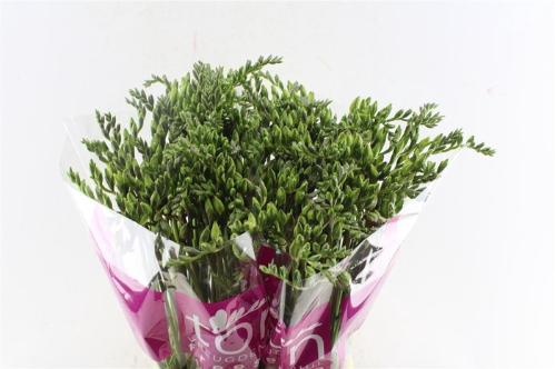 Freesia dubbelbloemig 'Honeymoon'