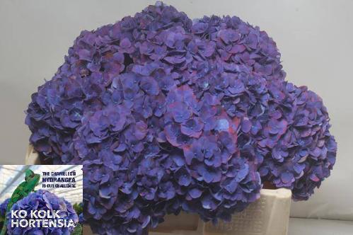Hydrangea macrophylla 'Midnight Sky'