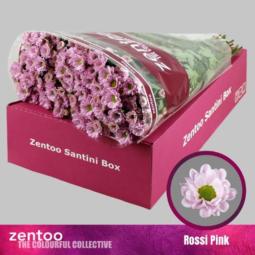 Chrysanthemum Indicum Grp tros santini 'Rossi Pink'