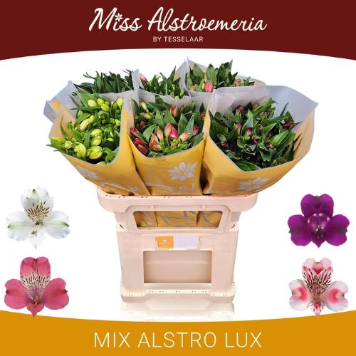 Alstoemeria gemengd in fust