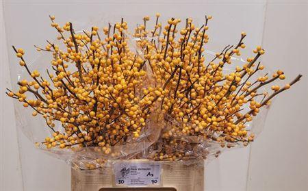Ilex verticillata 'Golden Verboom'