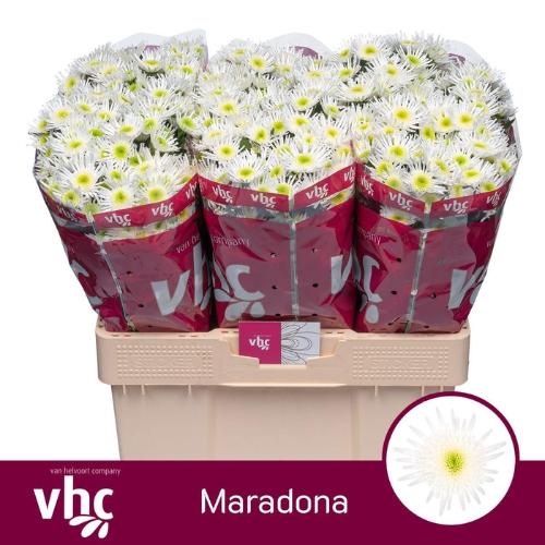 Chrysanthemum (Indicum Grp) tros santini Maradona