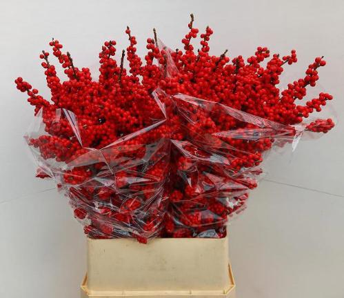 Gerbera grootbloemig 'Nathalie'