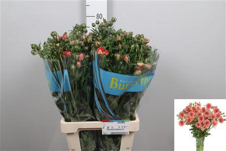 Ranunculus Butterfly Eris