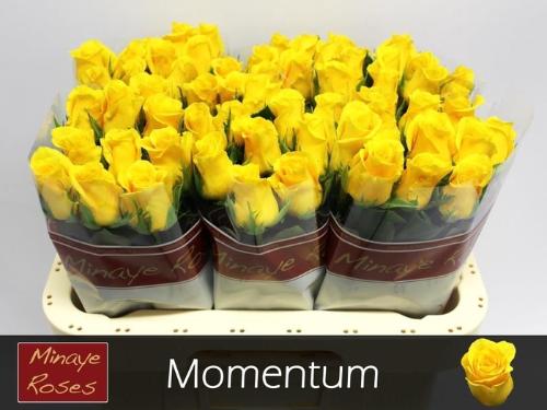 Rosa grootbloemig Momentum+