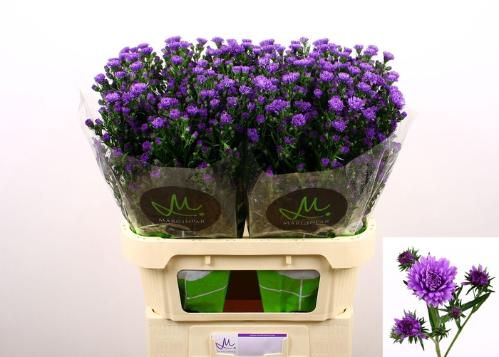 Aster Novi-belgii Grp Astee Dark Milka