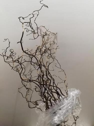 Corylus avellana 'Contorta'