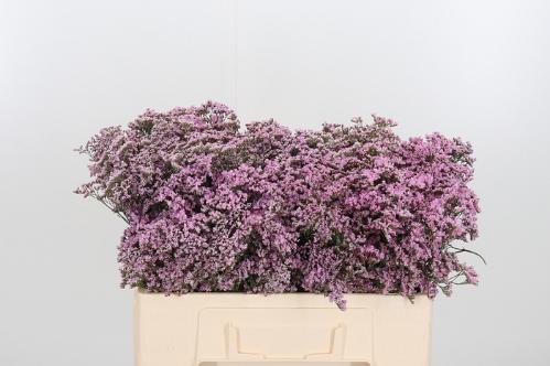 Limonium Safora Oshi Pink