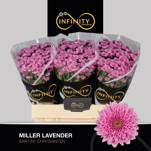 Chrysanthemum (Indicum Grp) tros santini Miller Lavender