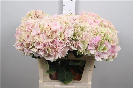 Hydrangea macrophylla 'Verena' (classic)