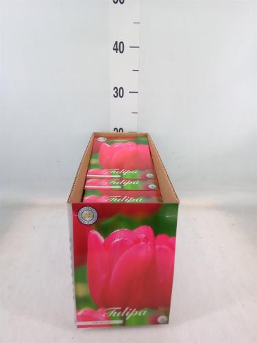 Tulipa (bol)