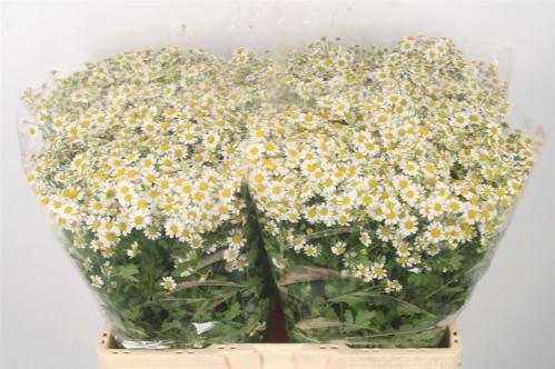 Tanacetum parthenium 'Single Vegmo'