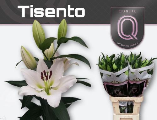 Lilium Oriental x Trumpet Grp 'Tisento'