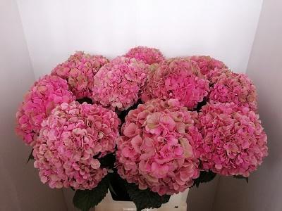 Hydrangea macrophylla Glowing Alps (classic)
