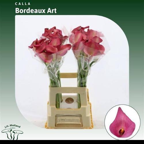 Zantedeschia Bordeaux Art