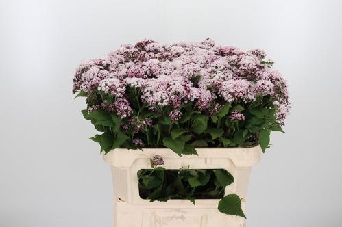 Eupatorium rugosum Lucky Pink