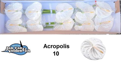 Anthurium Andreanum Grp 'Acropolis'