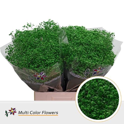 Gypsophila overig kleurbehandeld H%