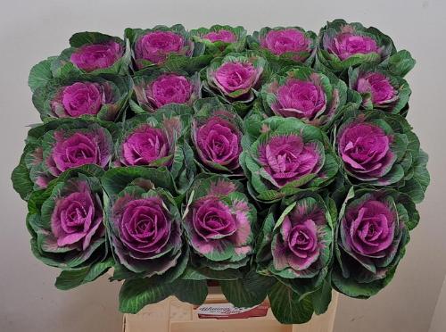 Brassica oleracea 'Red Crane'