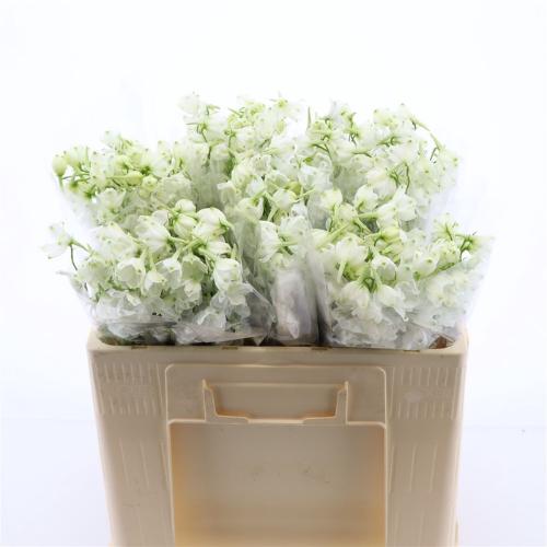 Delphinium enkelbloemig (Belladonna Grp) Magical Bianca