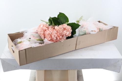 Hydrangea overig